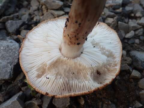 Imagem de Tricholoma stans (Fr.) Sacc. 1887