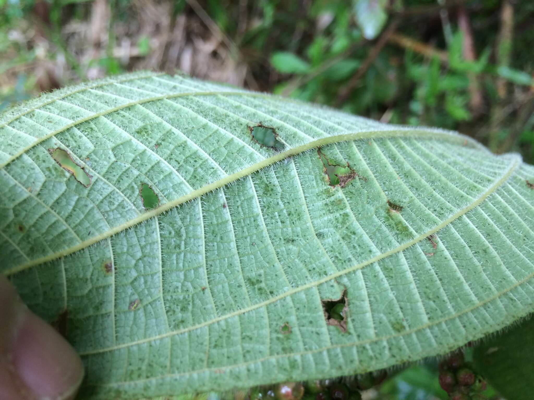 Слика од Miconia aeruginosa Naud.