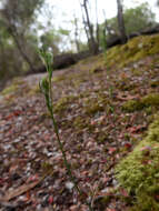 Image of Pterostylis atriola D. L. Jones