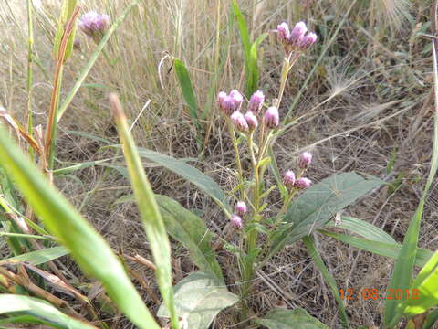 Imagem de Saussurea amara (L.) DC.