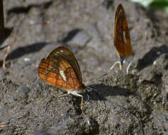 Image of Lymanopoda ferruginosa Butler 1868