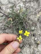 Image of Diplotaxis tenuifolia subsp. cretacea (Kotov) Sobrino Vesperinas