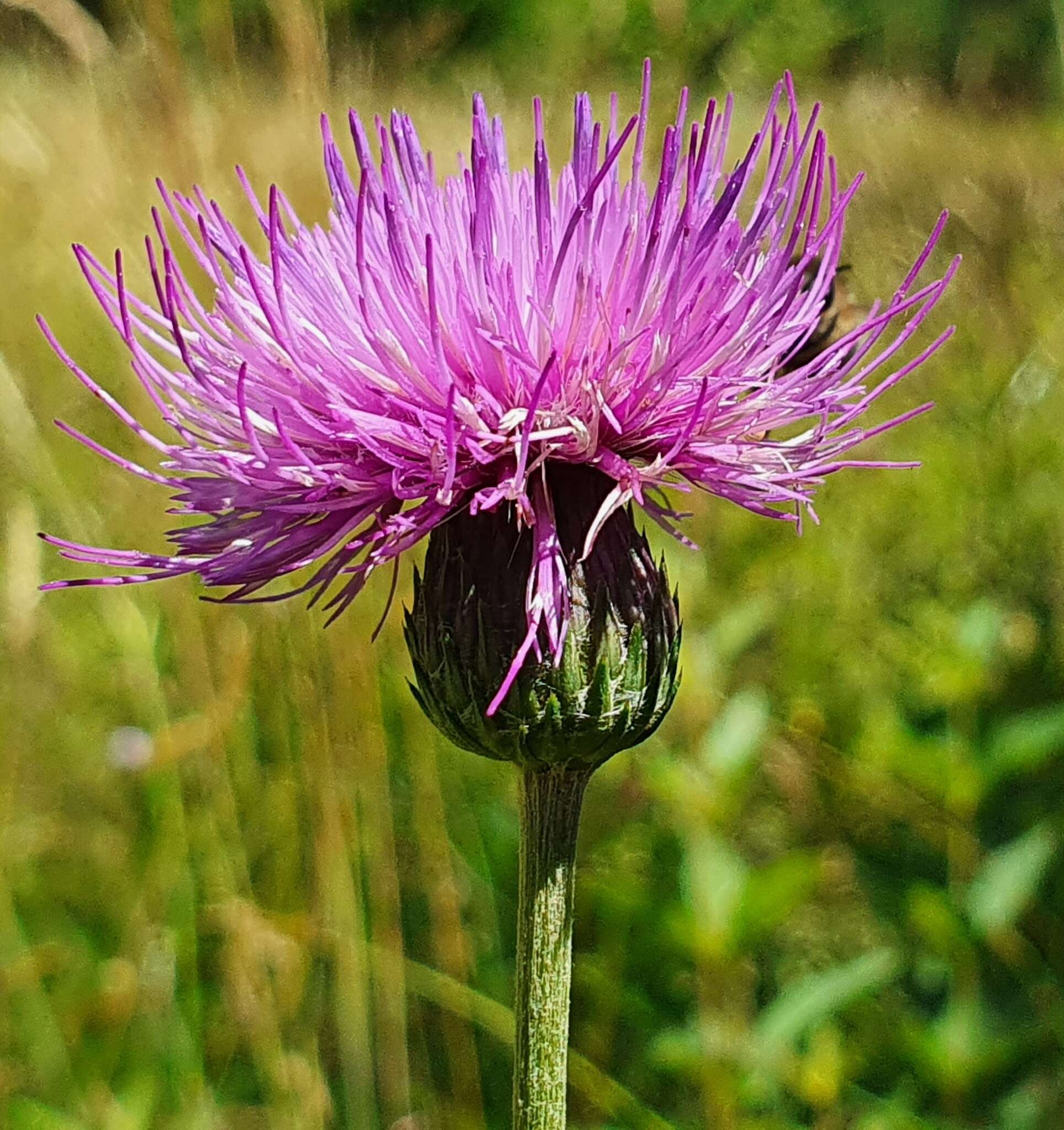 Image of Tuberous Thistle