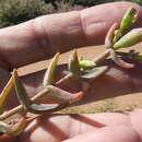 Image of Mesembryanthemum pallens subsp. namaquense (Gerbaulet) Klak