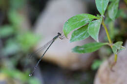 Image of Epipleoneura venezuelensis Rácenis 1955