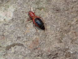 Image of Endeodes insularis Blackwelder 1932