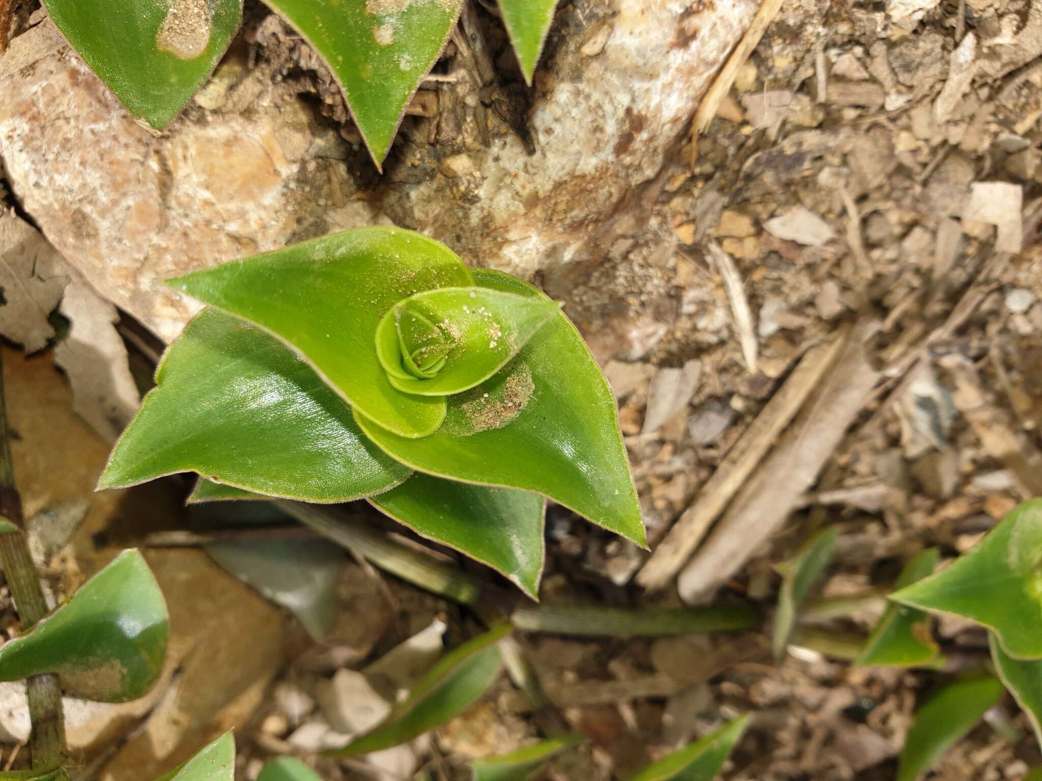 Imagem de Callisia repens (Jacq.) L.