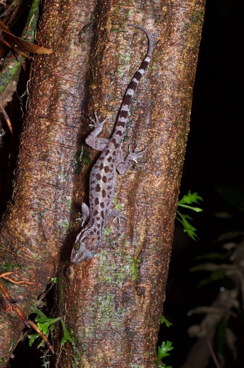 Imagem de Cyrtodactylus miriensis