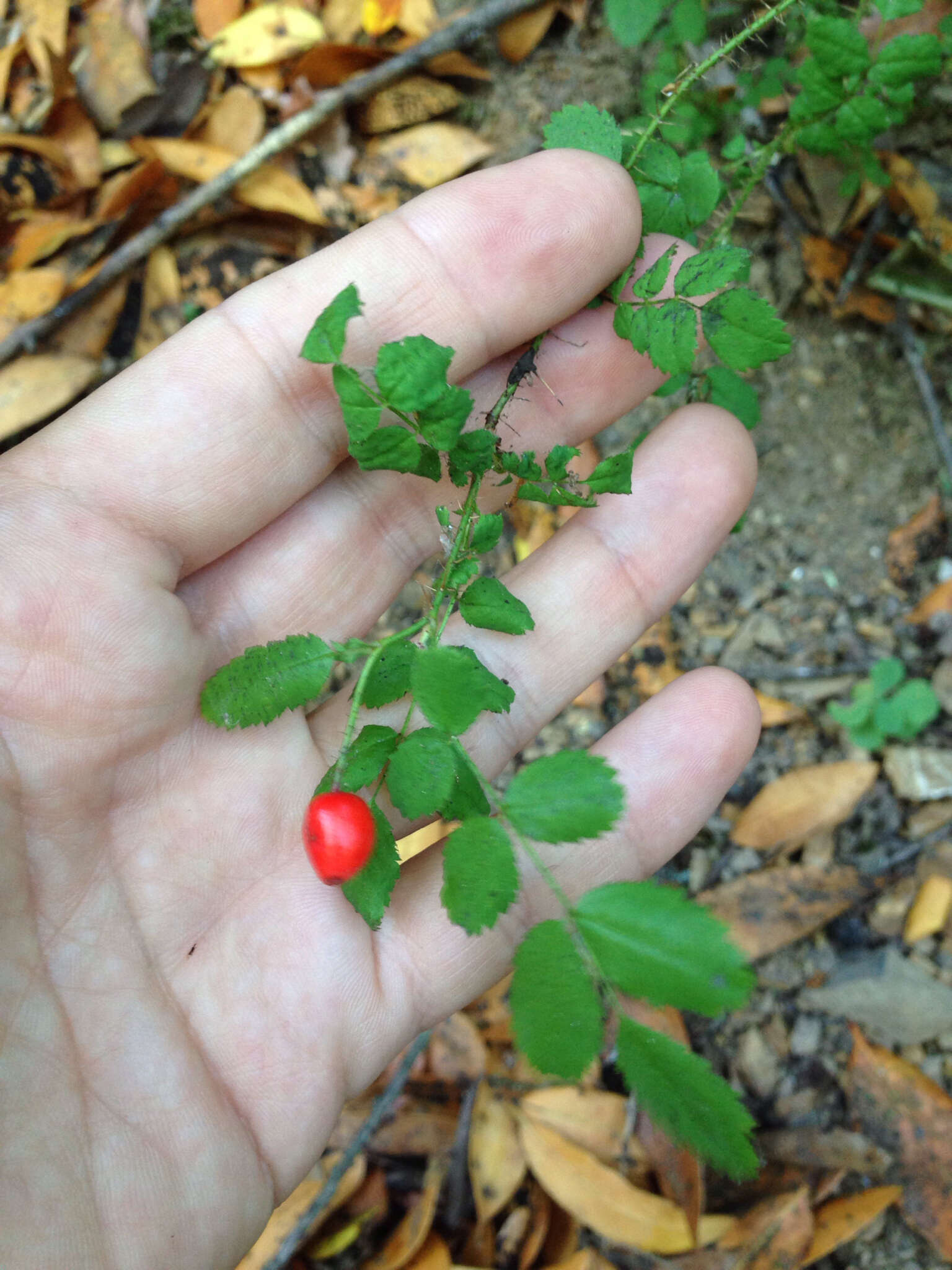 Imagem de Rosa gymnocarpa Nutt. ex Torr. & Gray