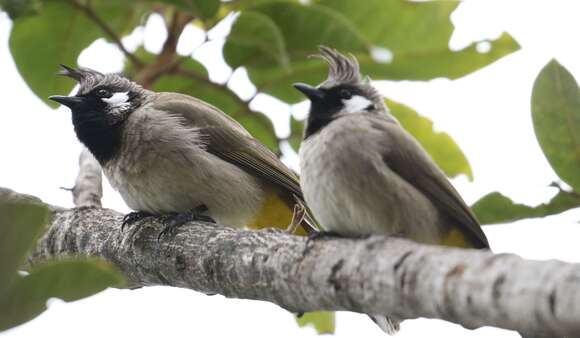 Image of Himalayan Bulbul