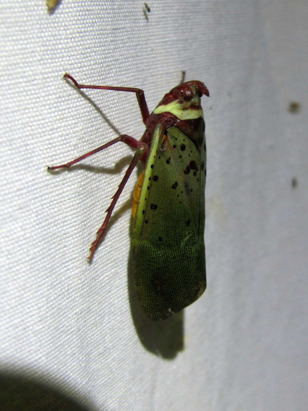 Image of Copidocephala guttata (White 1846)