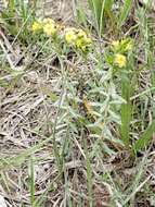 Image of Pineland Heliotrope