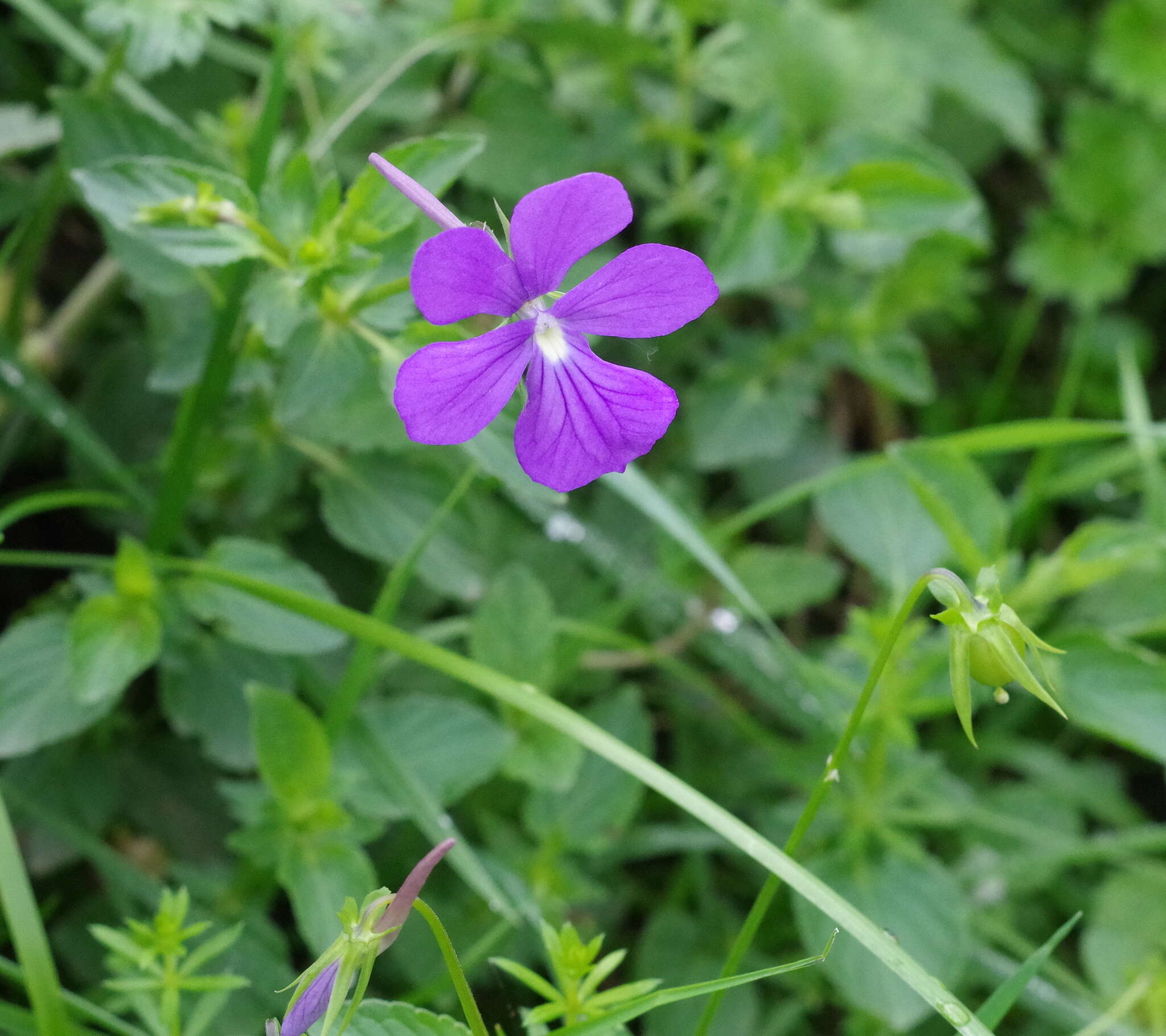 Image of Horned Pansy