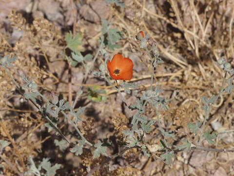 Image of caliche globemallow