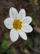 Image of Cosmos deficiens (Sherff) T. E. Melchert