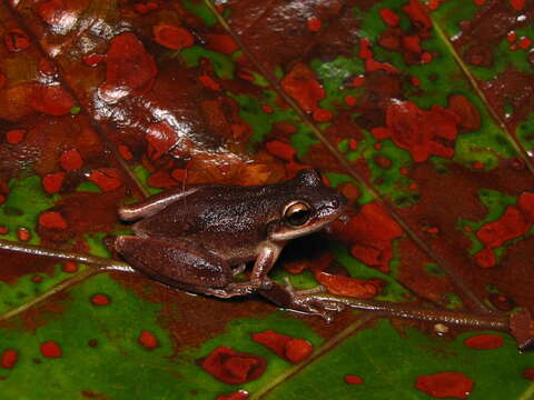 Image of Scinax curicica Pugliese, Pombal & Sazima 2004