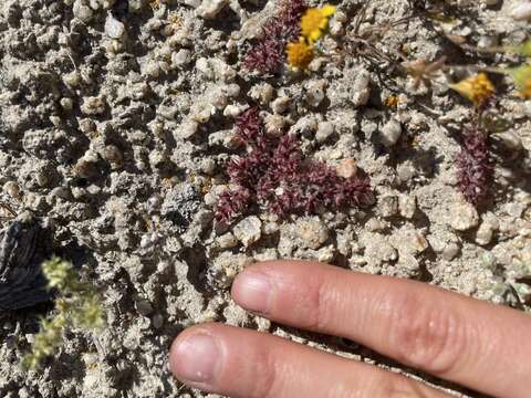 Image of knotweed spineflower