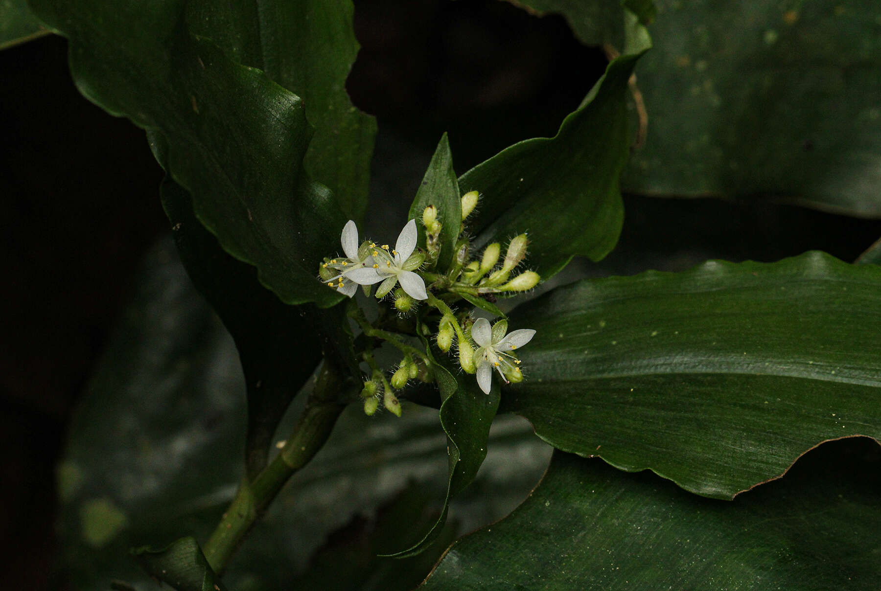 Image of Stanfieldiella imperforata (C. B. Clarke) Brenan