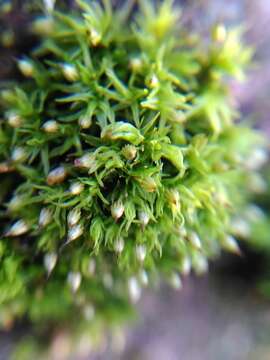 Image of orthotrichum moss