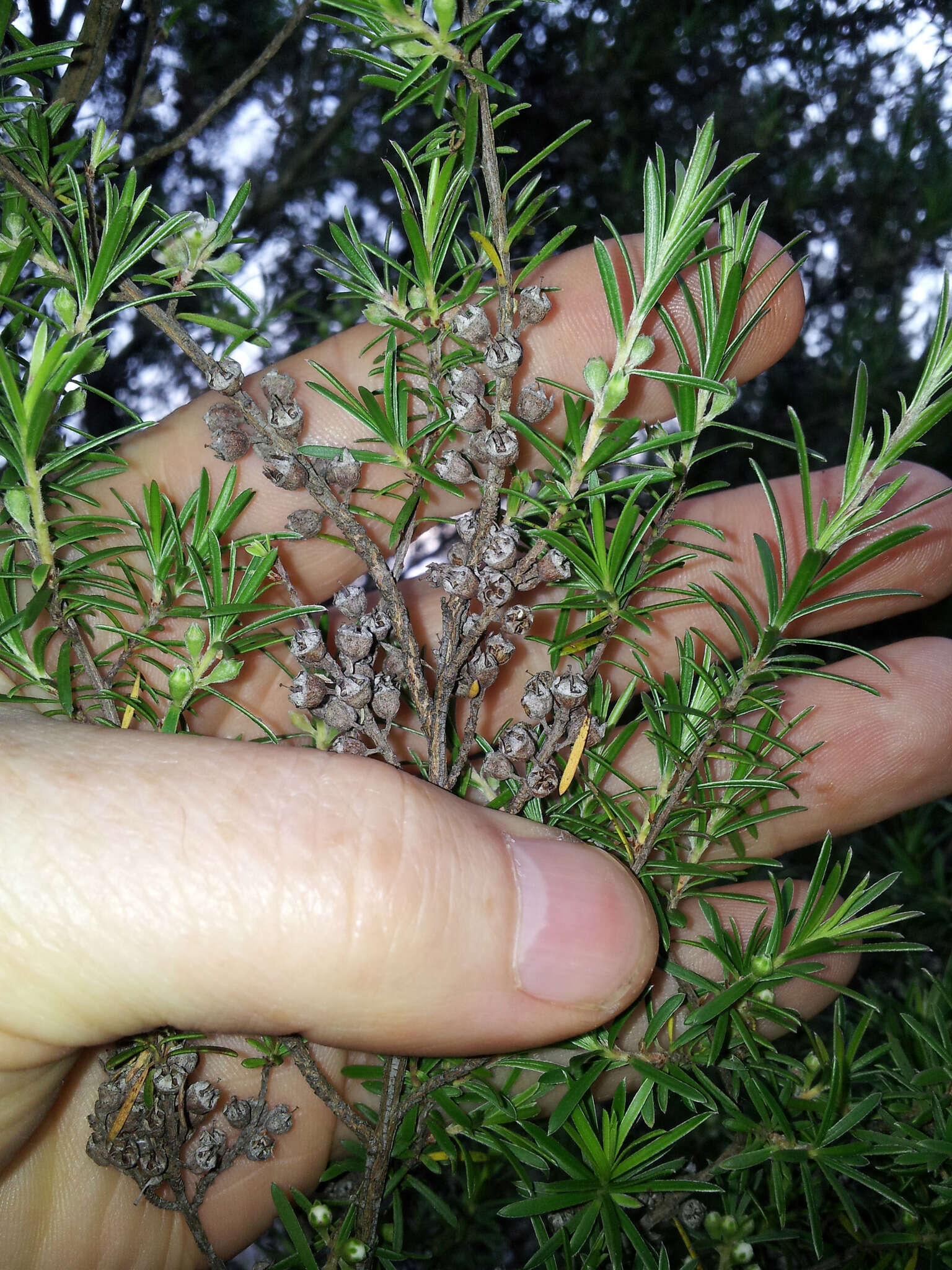 صورة Kunzea linearis (Kirk) de Lange & Toelken