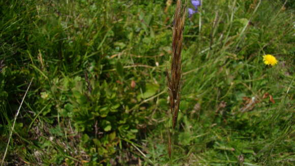 Helictochloa versicolor subsp. caucasica (Holub) Romero Zarco的圖片