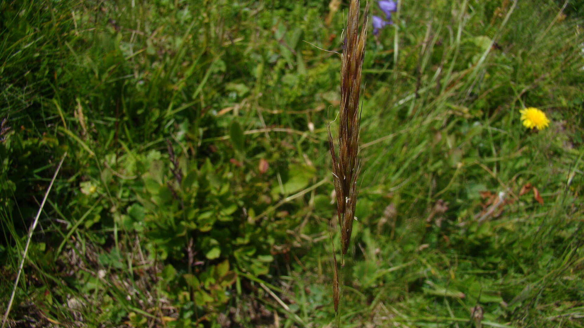 Image of Helictochloa versicolor subsp. caucasica (Holub) Romero Zarco