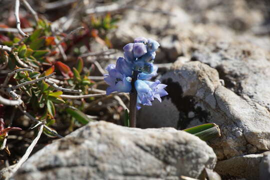 Imagem de Hyacinthella dalmatica Chouard