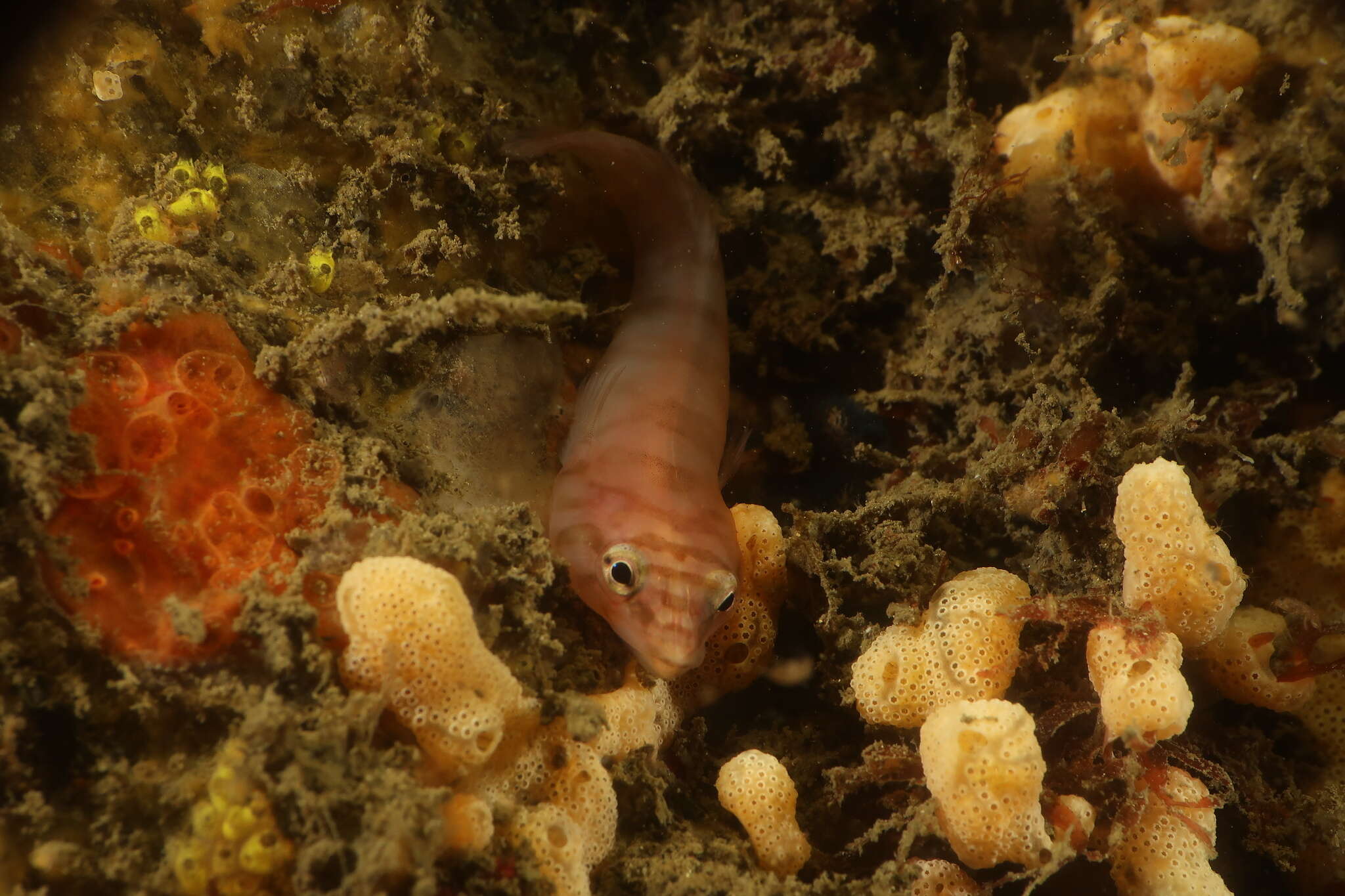 Image of Broad clingfish