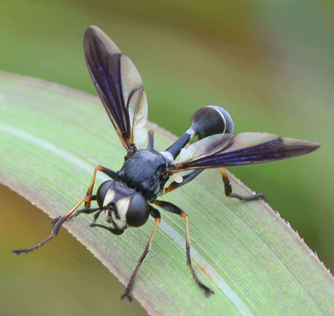 Image of Physocephala tibialis (Say 1829)