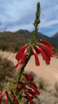 Image of Erica haematosiphon Guthrie & Bolus