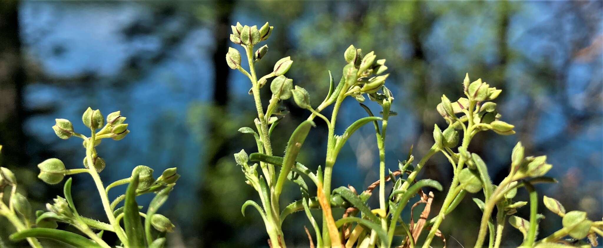 Sivun Lepidium oxycarpum Torr. & A. Gray kuva