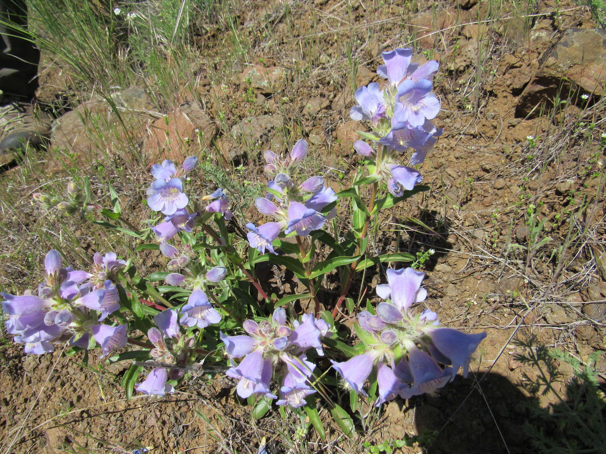 Image of longsac penstemon