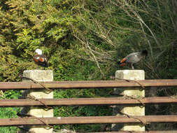 Image of Paradise Shelduck