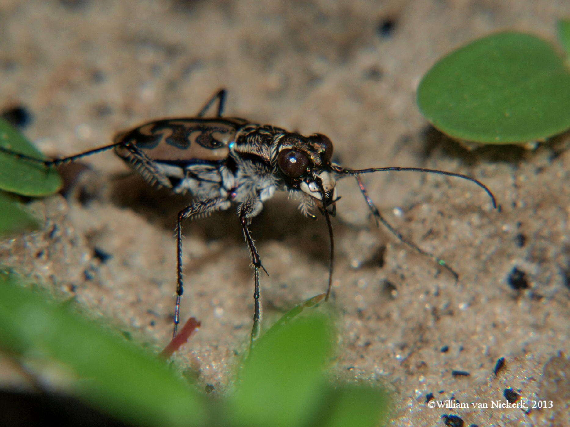 Imagem de Lophyra (Lophyra) neglecta (Dejean 1825)