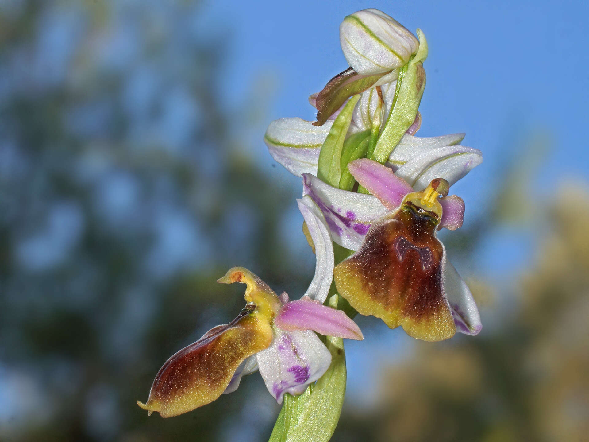 Image of Ophrys argolica subsp. lesbis (Gölz & H. R. Reinhard) H. A. Pedersen & Faurh.