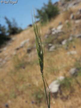 Plancia ëd Triticum dicoccoides (Asch. & Graebn.) Schweinf.