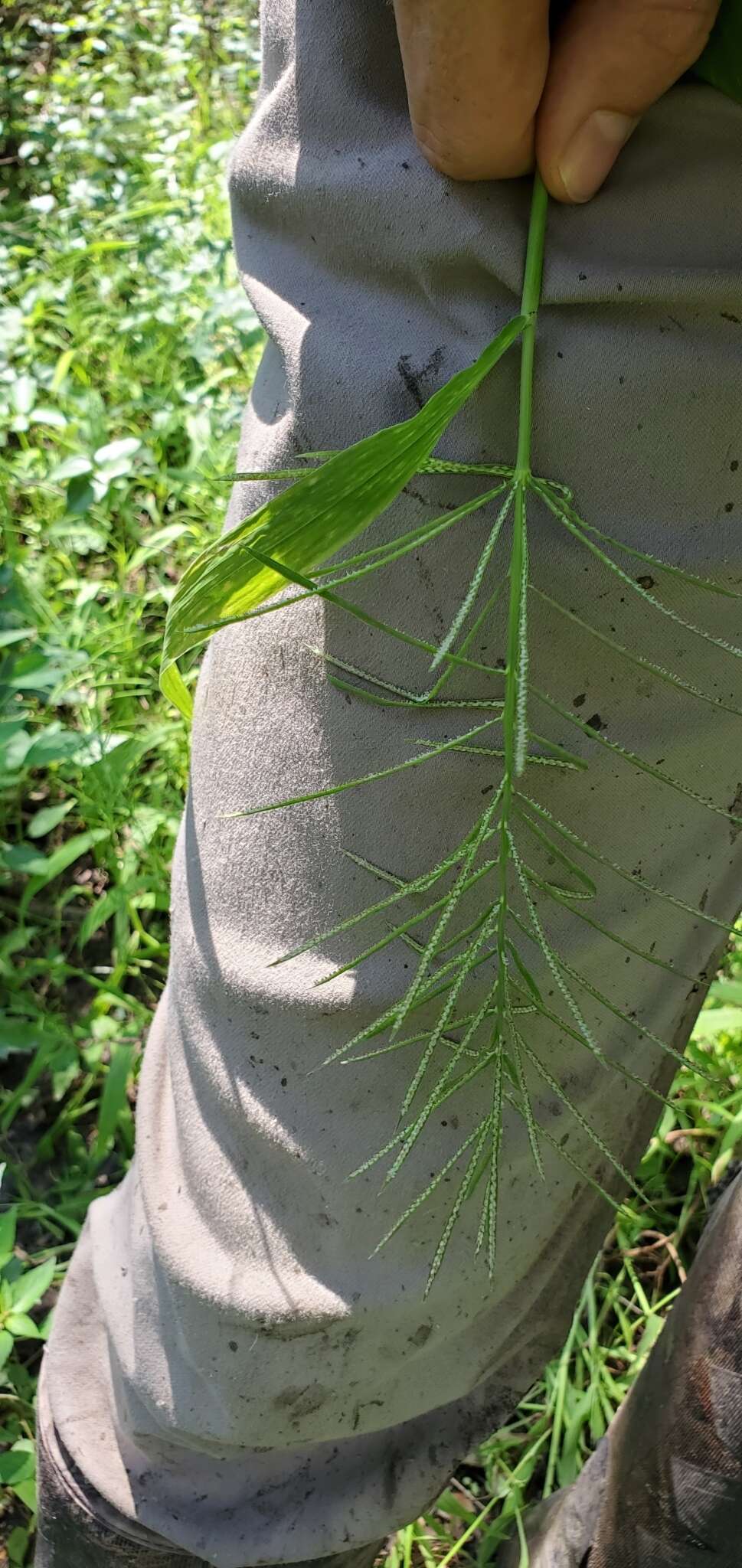 Image of Horse-Tail Crown Grass