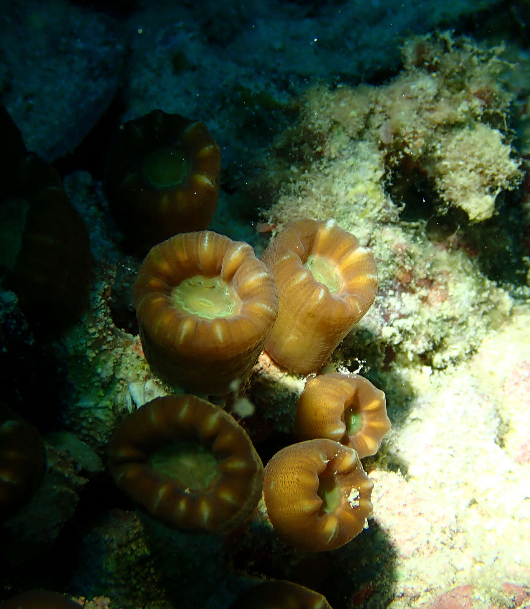 Image of Phaceloid fleshy hard coral