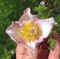 Image de Clematis villosa subsp. kirkii (Oliv.) R. K. Brummitt