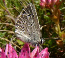 Image of Aricia teberdina (Sheljuzhko 1934)