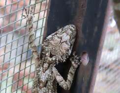 Image of Southern Leaf-tailed Gecko