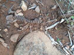 Image of Border Thick-tailed Gecko