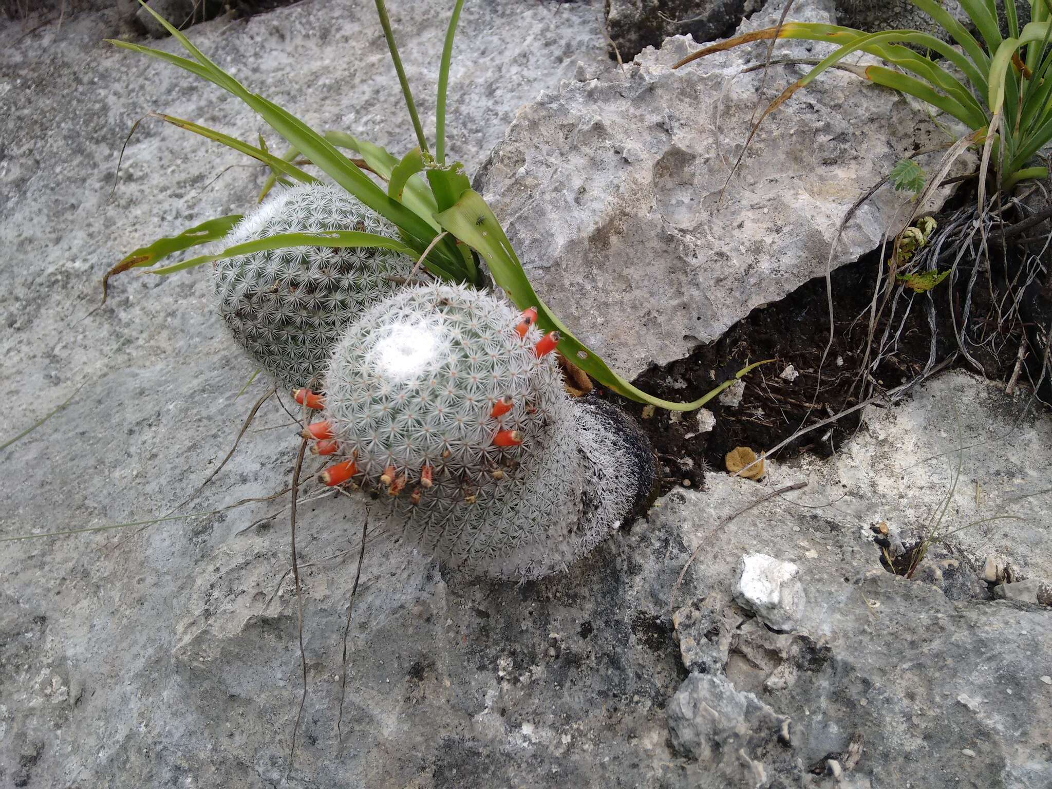 Image of Mammillaria albilanata subsp. tegelbergiana (G. E. Linds.) D. R. Hunt