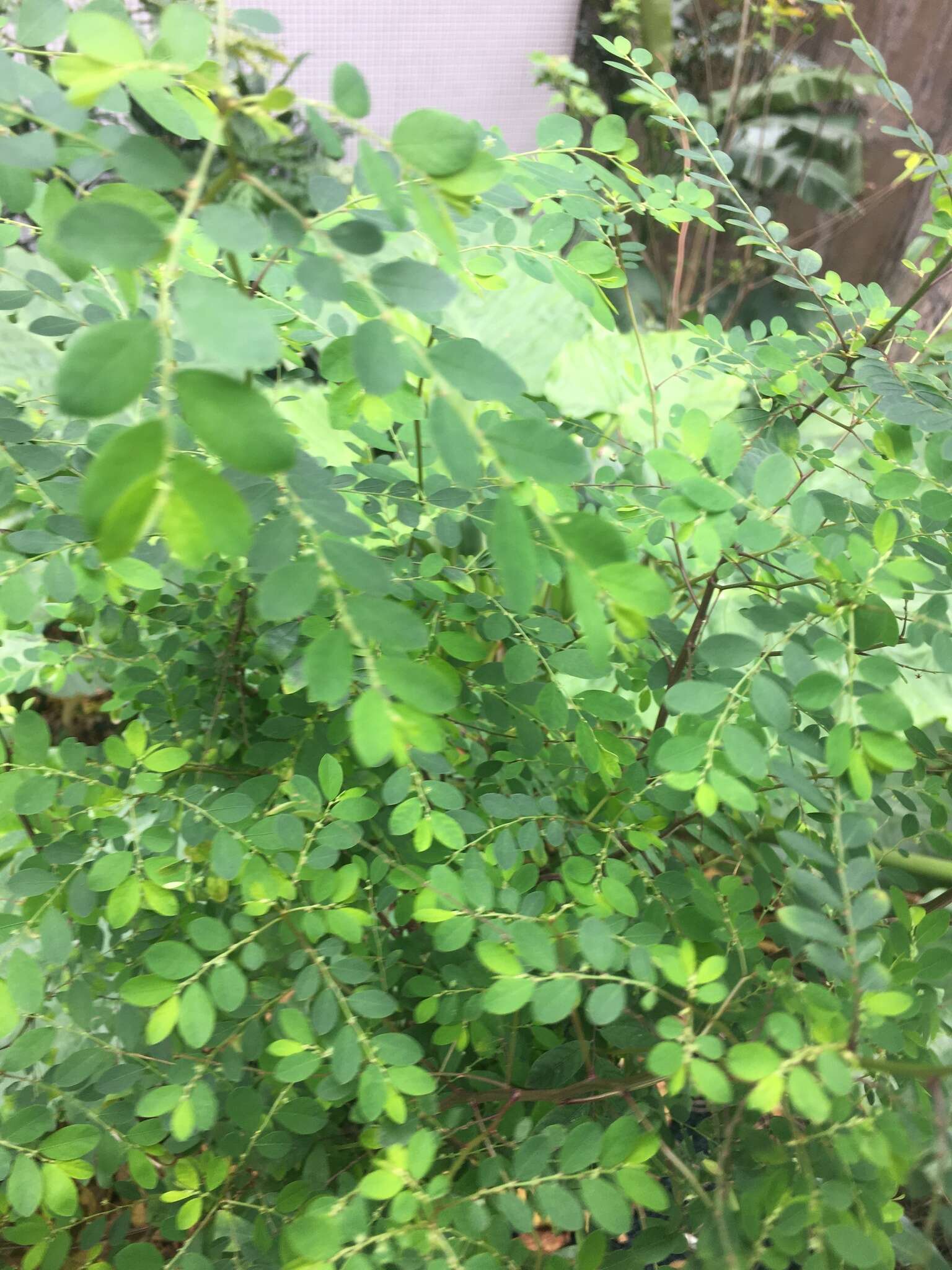 Image of Phyllanthus cochinchinensis Spreng.