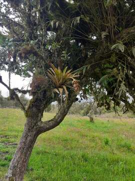 Image de Tillandsia compacta Griseb.