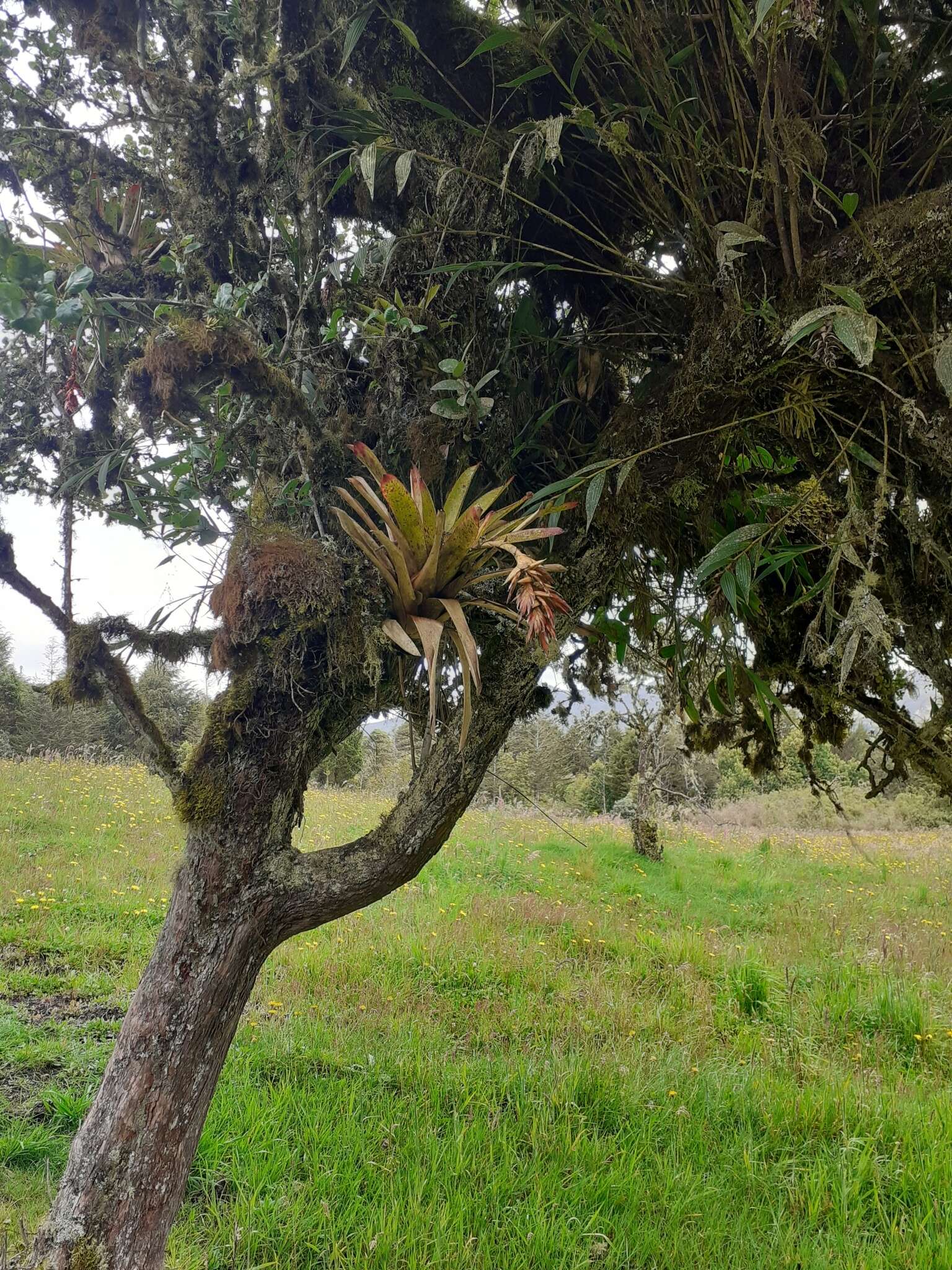 Image of Tillandsia compacta Griseb.