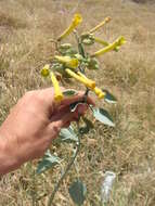 Image of tree tobacco