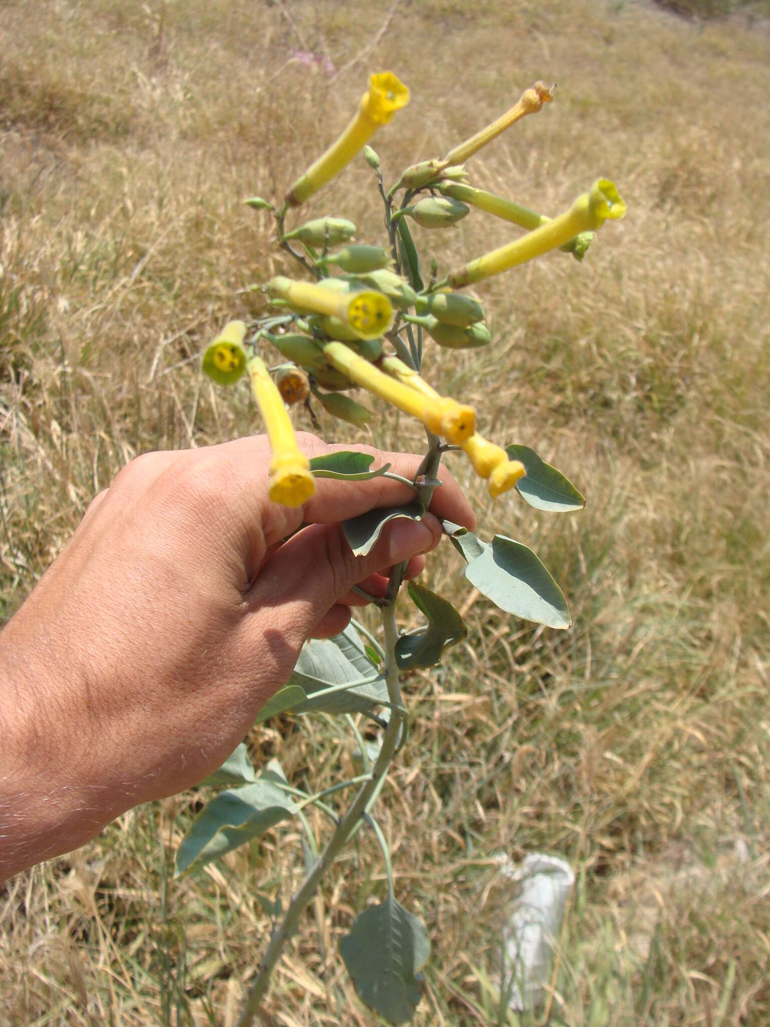 Image of tree tobacco