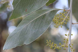 Image of Acacia bancroftiorum Maiden