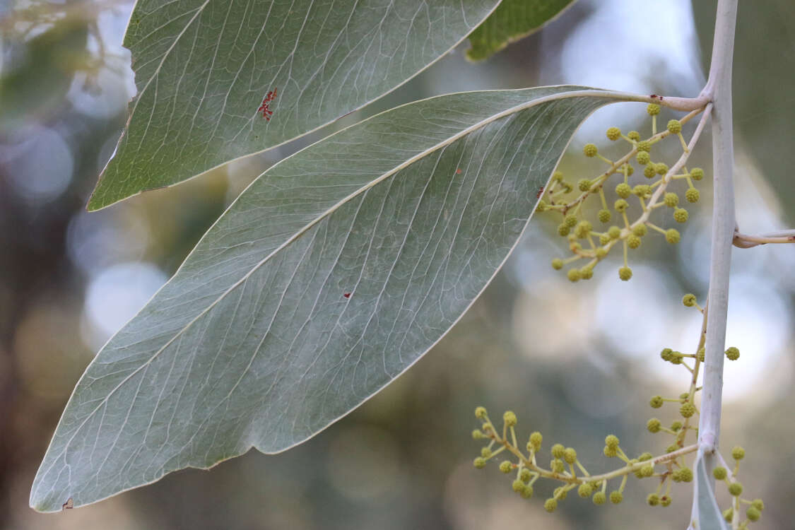 Image of Acacia bancroftiorum Maiden